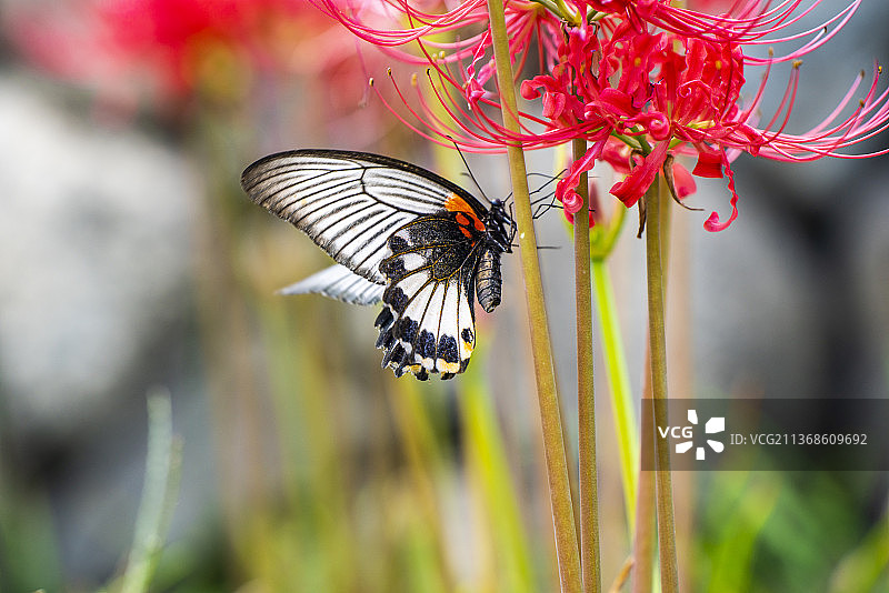 江西省大余丫山的美凤蝶翠凤蝶和彼岸花石蒜花图片素材