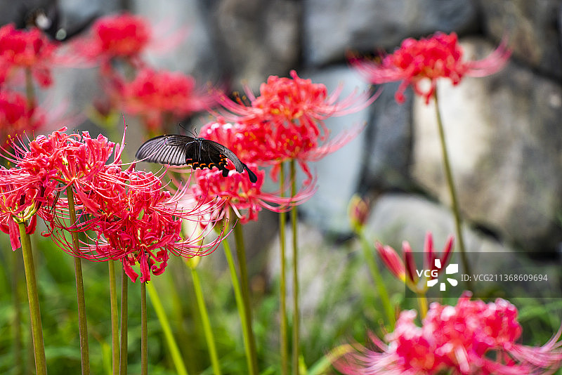 江西省大余丫山的美凤蝶翠凤蝶和彼岸花石蒜花图片素材