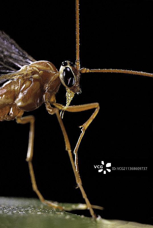 黄柄细姬蜂图片素材