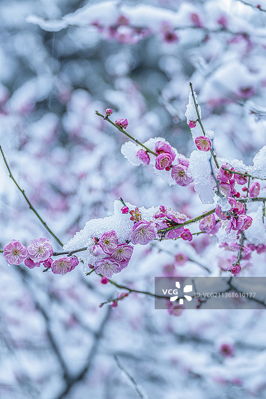 寒梅傲雪图片素材