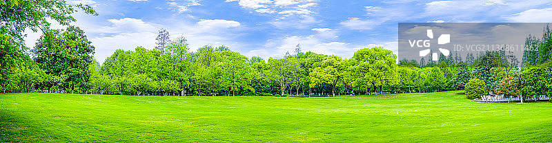 阳光绿树林图片素材