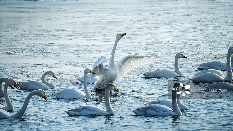 冬日湖面的大天鹅图片素材