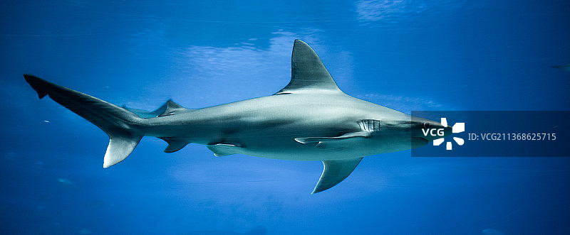 鲨鱼图片素材