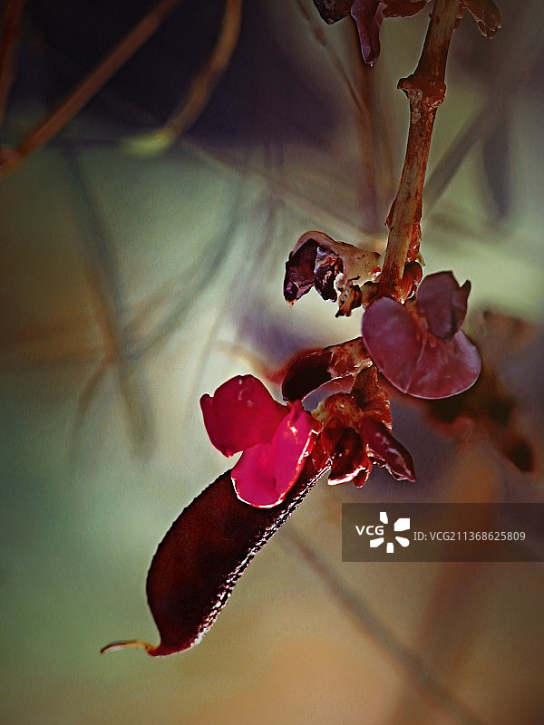 秋日峨眉豆图片素材