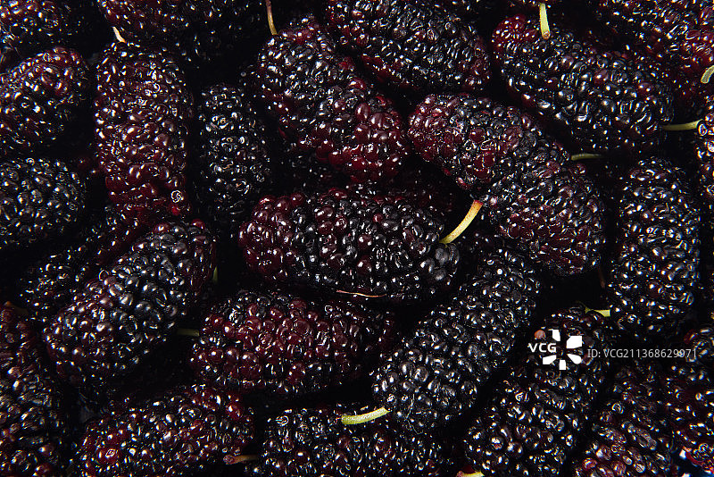 新鲜的桑葚图片素材