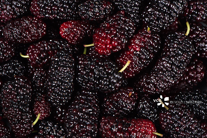 新鲜的桑葚图片素材