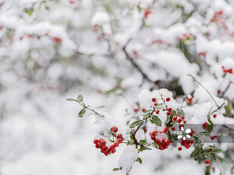 火棘傲雪图片素材