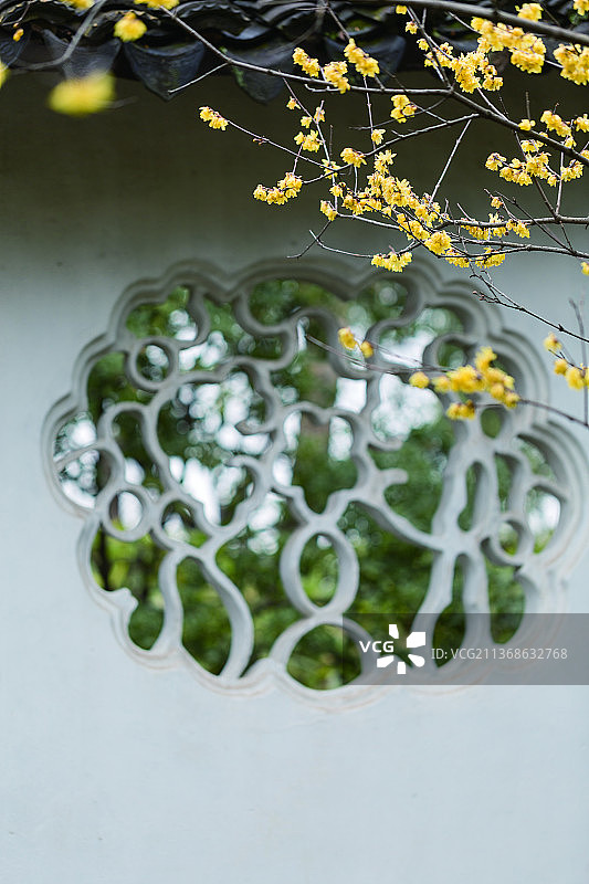 园林漏窗赏蜡梅别有风味图片素材