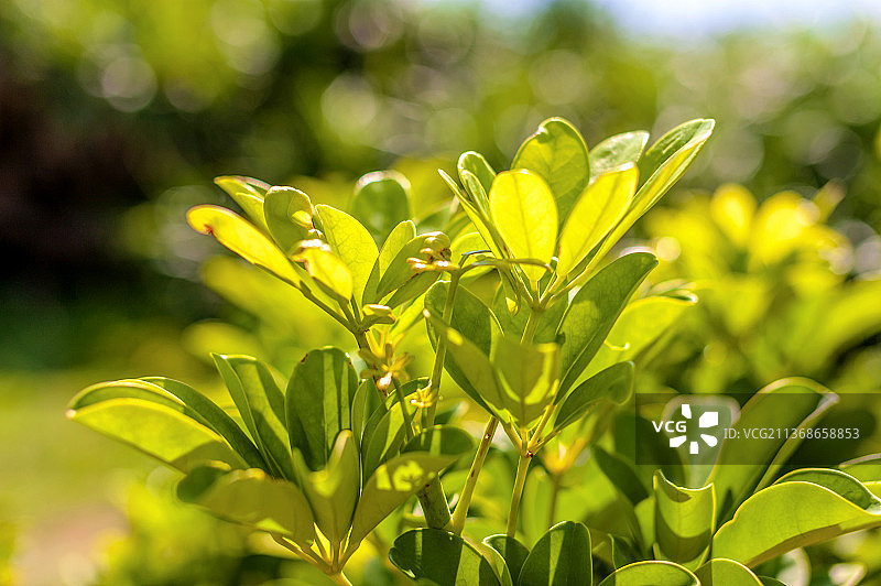 中国台湾屏东生长的五加科植物鹅掌藤图片素材