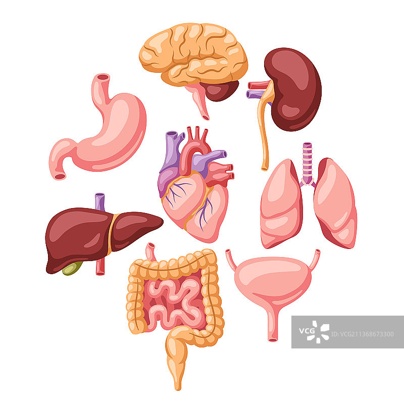 人体内脏背景图片素材