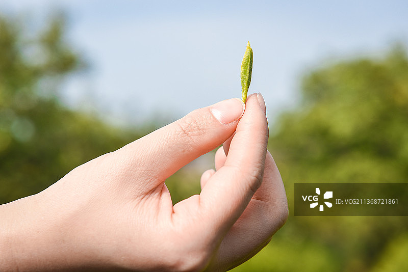 苏州碧螺春图片素材