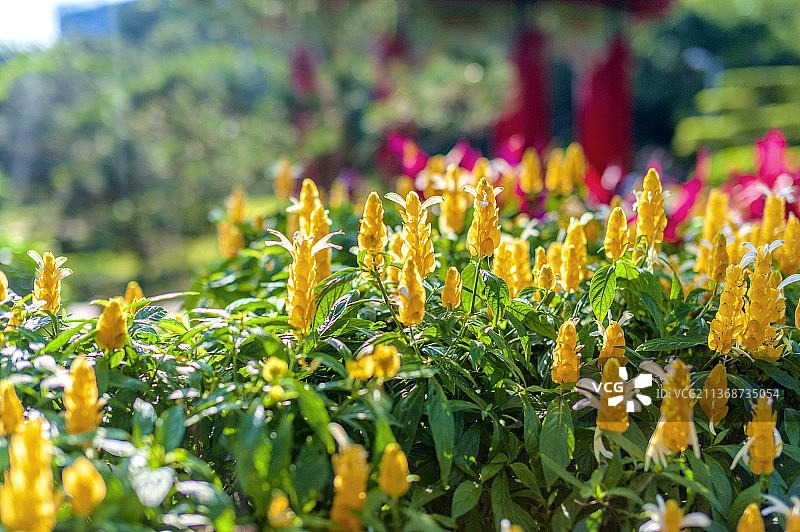 中国台湾台北士林官邸的金苞花图片素材