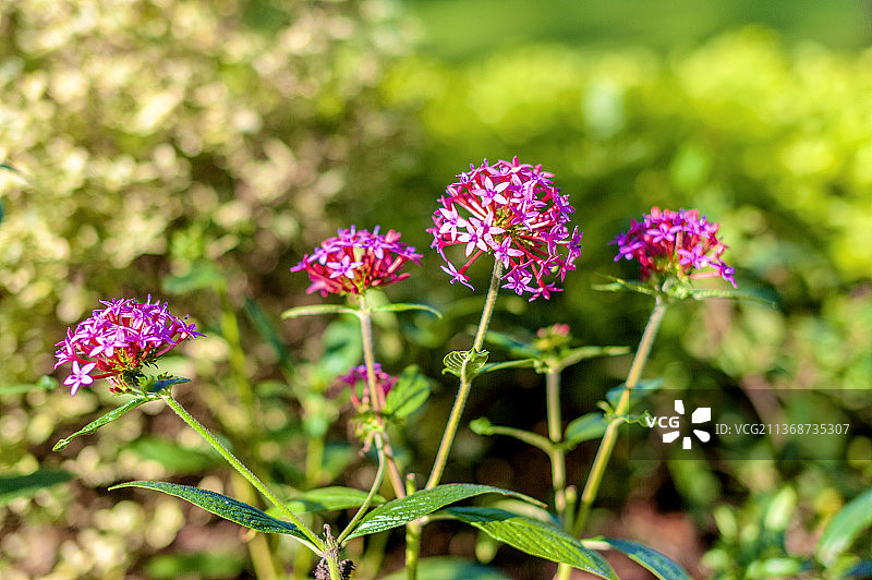 中国台湾台北士林官邸的繁星花图片素材