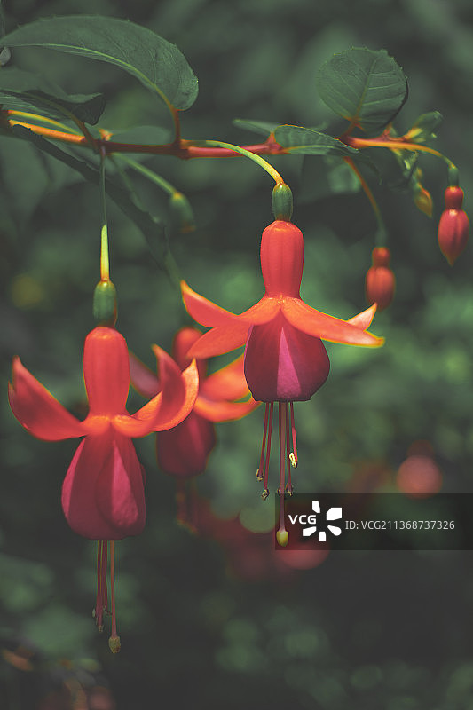 倒挂金钟图片素材