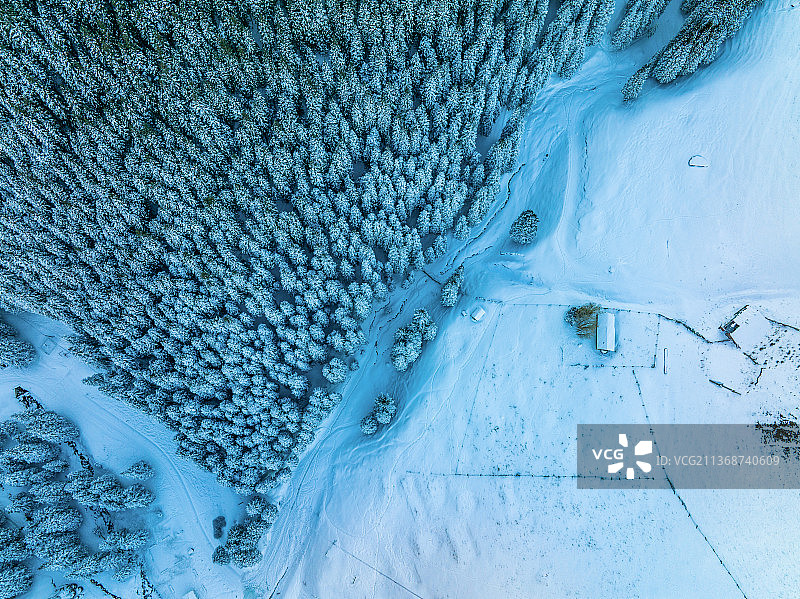天山天池庙尔沟景区雪岭云杉自然风光图片素材