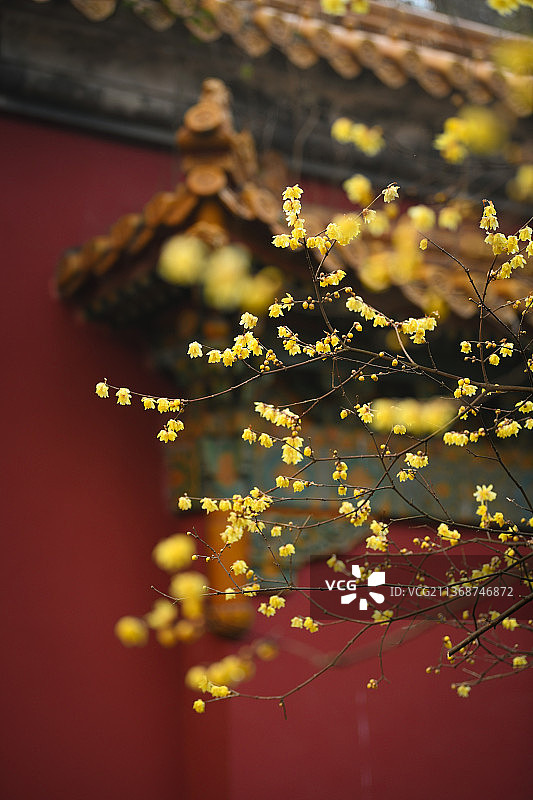 南京明孝陵腊梅红墙图片素材