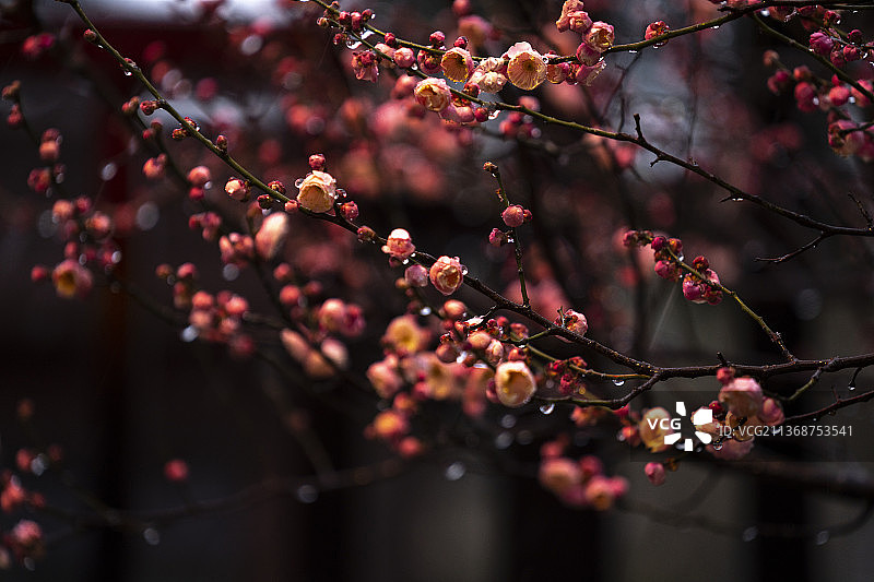 梅花香自苦寒来图片素材