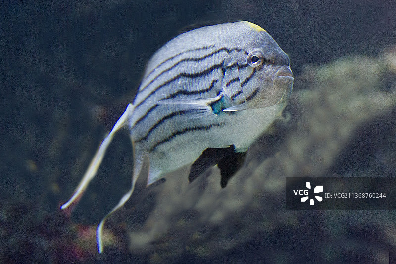 黑条神仙鱼图片素材