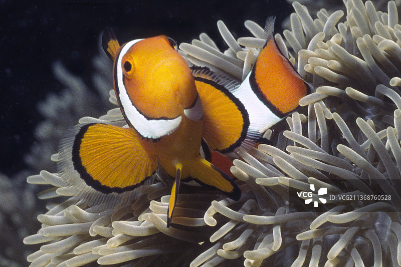 海葵鱼，也叫小丑鱼，生活在海葵中图片素材