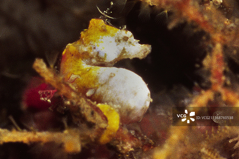 蓬托海马图片素材