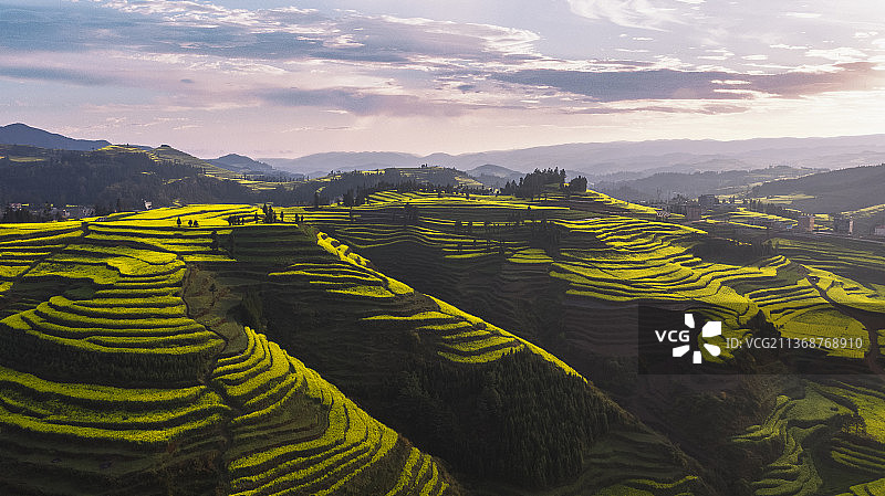 油菜花田，梯田，天空，地形，春天，山，云，油菜花，日落，旅游，图片素材