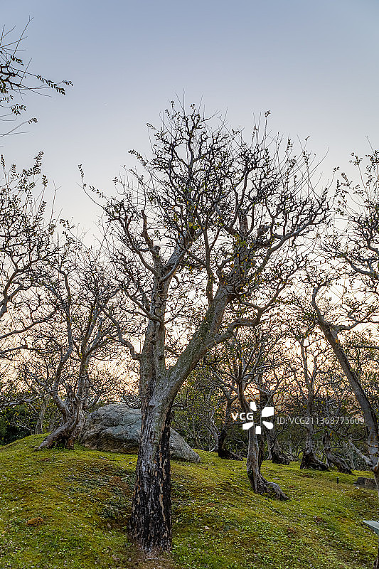 南莲园池 枯枝图片素材