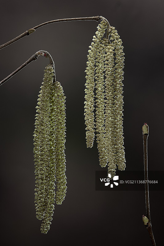 榛树的雄花（柔荑花序）和雌花图片素材