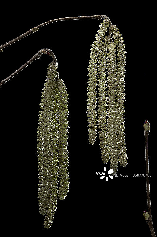 榛树的雄花（柔荑花序）和雌花图片素材