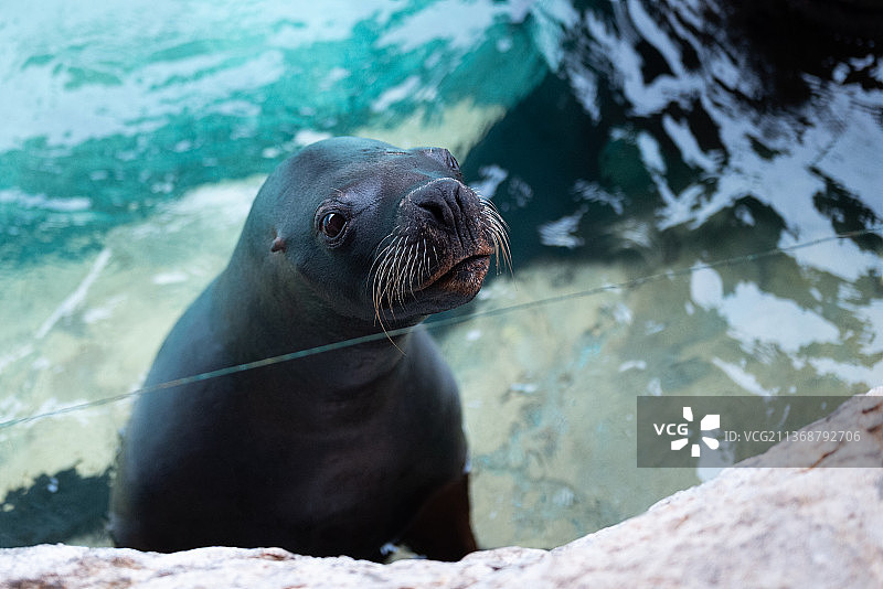 珠海长隆海洋王国中的海狮图片素材
