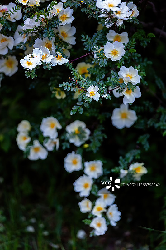 黄蔷薇图片素材