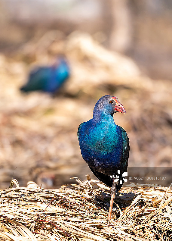 紫水鸡图片素材