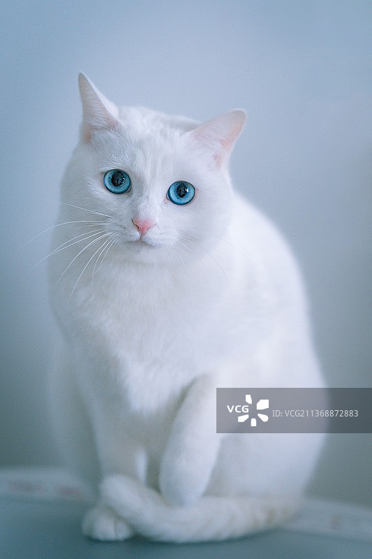 猫星人图片素材