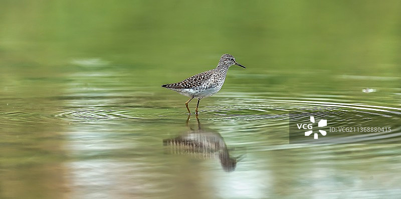林鹬 Wood Sandpiper图片素材