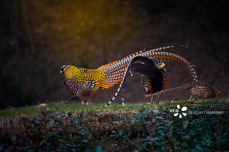 白冠长尾雉图片素材