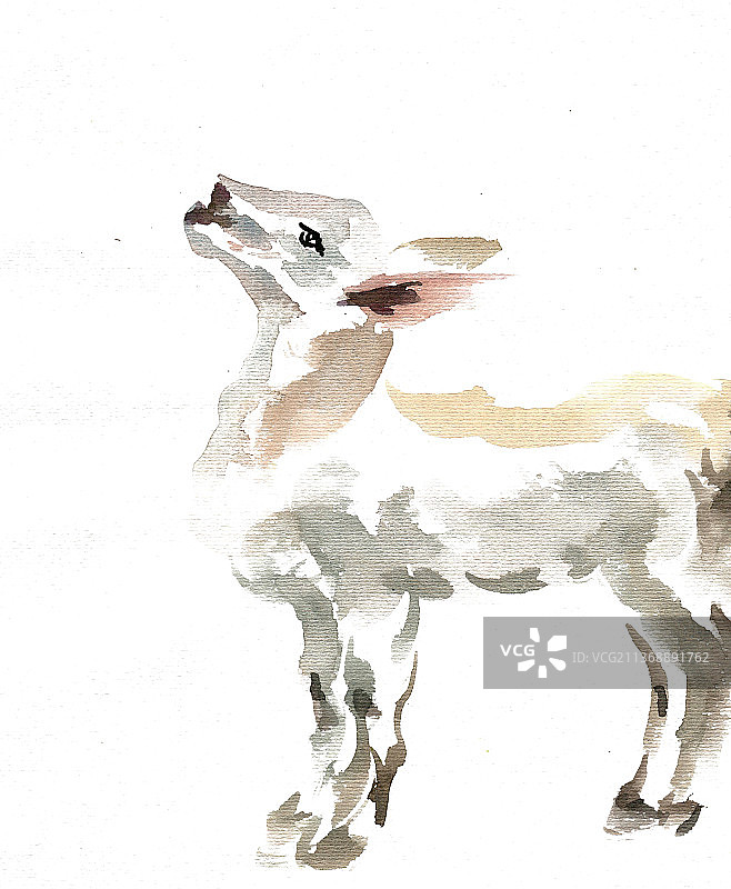 昂头的小羊图片素材