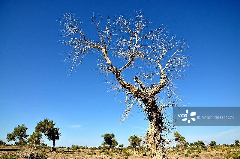 蓝天胡杨图片素材