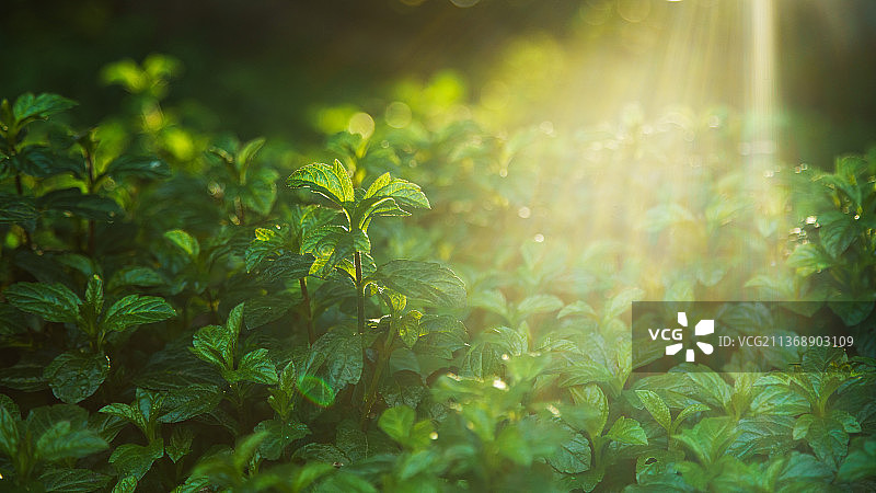 春来了图片素材