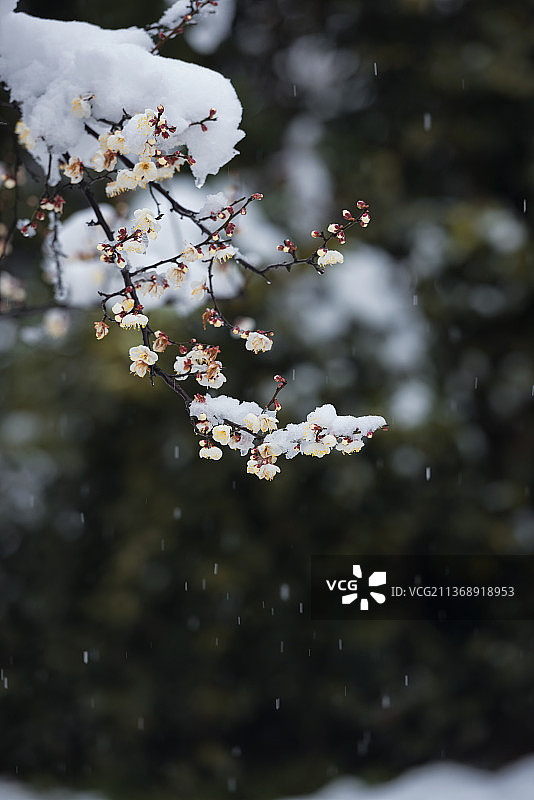 中国湖北武汉东湖梅园梅花雪景图片素材