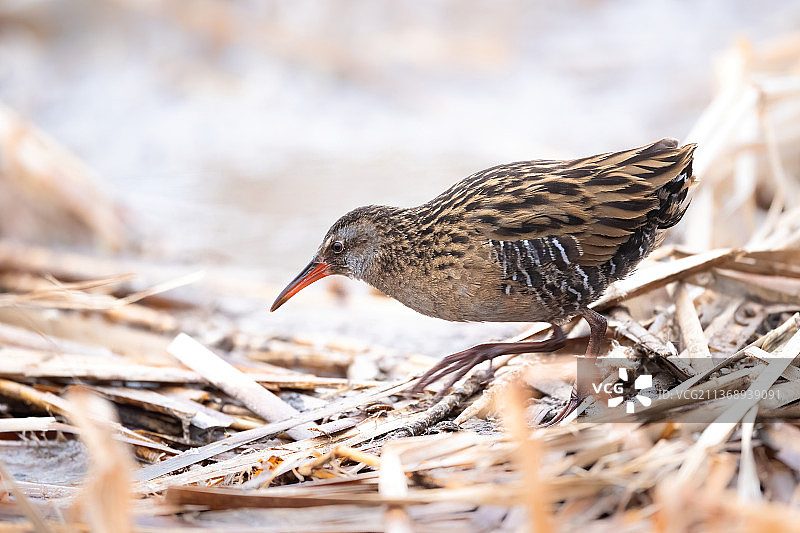冬季乱苇丛中一只觅食的普通秧鸡图片素材