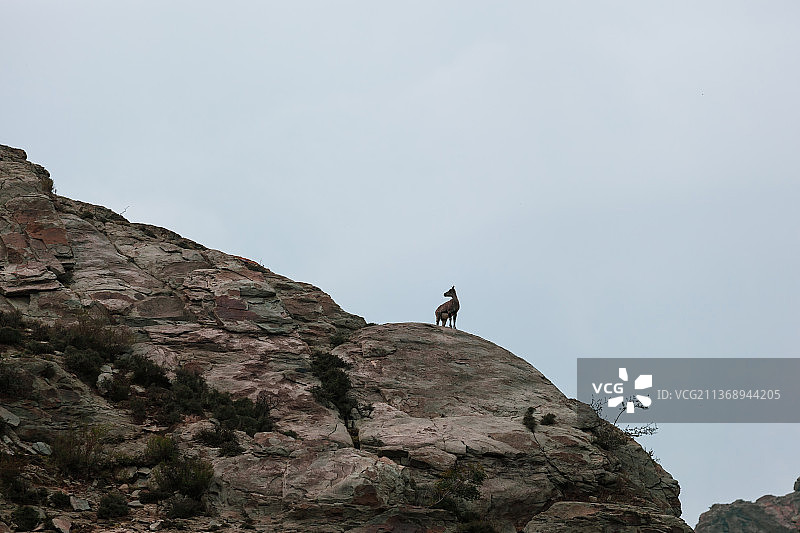宁夏贺兰山岩羊图片素材