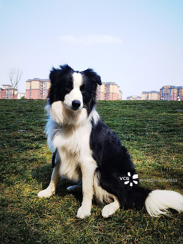 成都天府芙蓉园大草坪图片素材