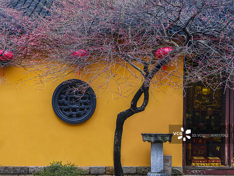 古寺红梅铁佛寺图片素材