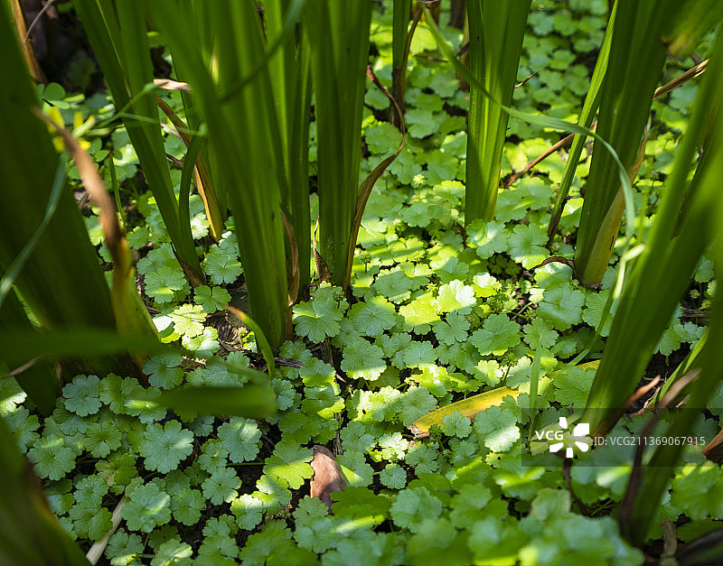 植物 绿植 绿色 小叶子 茎叶 阳光 盆景 生机 春意 春天图片素材