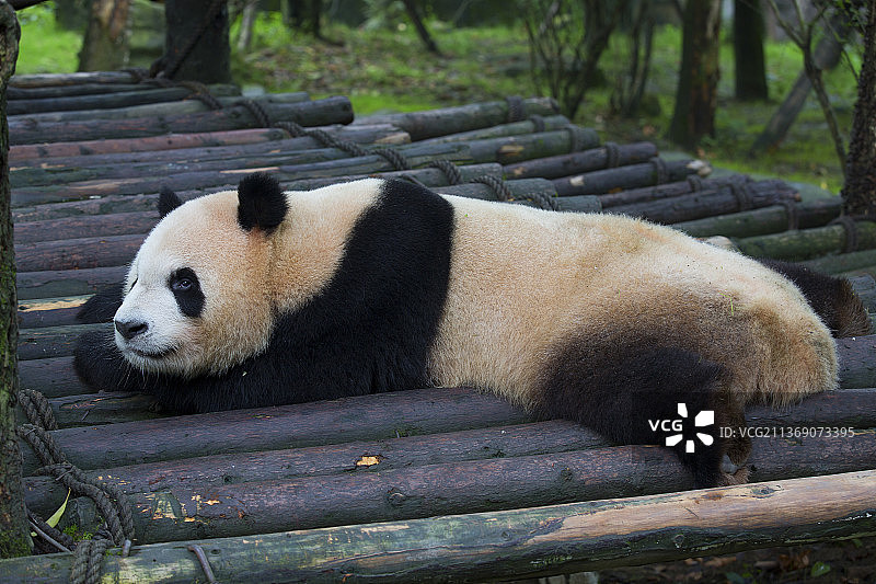 大熊猫图片素材