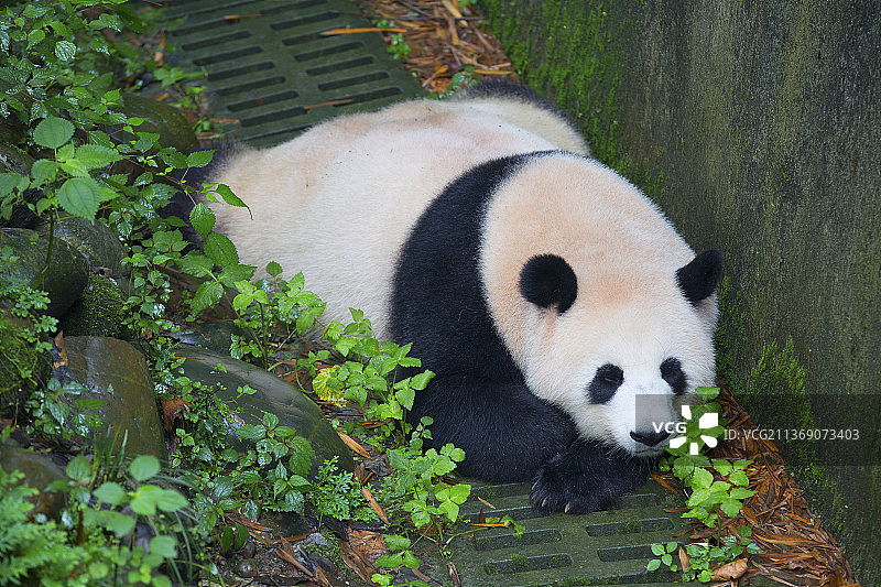 大熊猫图片素材