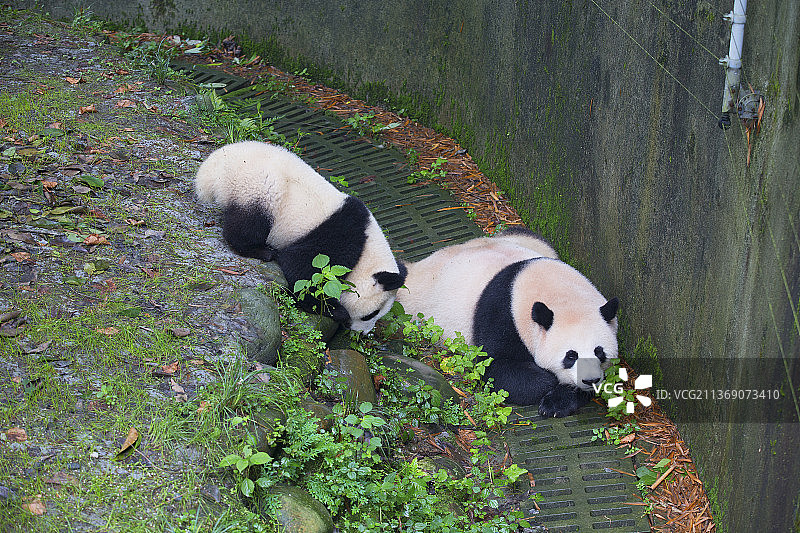 大熊猫图片素材