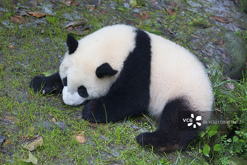 大熊猫图片素材