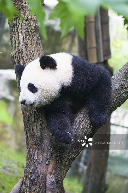 大熊猫图片素材