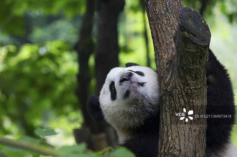 大熊猫图片素材