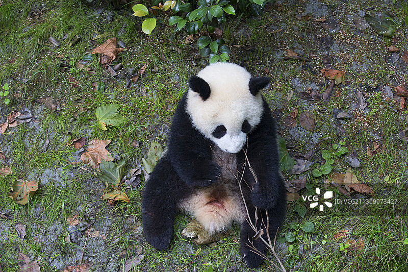 大熊猫图片素材